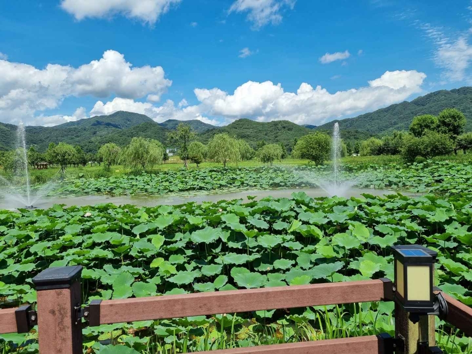 거창 창포원 이미지 5