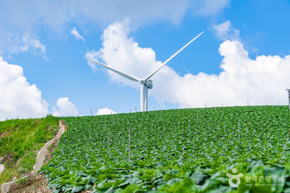 강릉 안반데기 마을 이미지 6