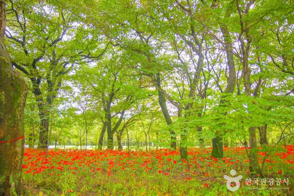 경남 함양 상림공원_천년의 숲 이미지 9