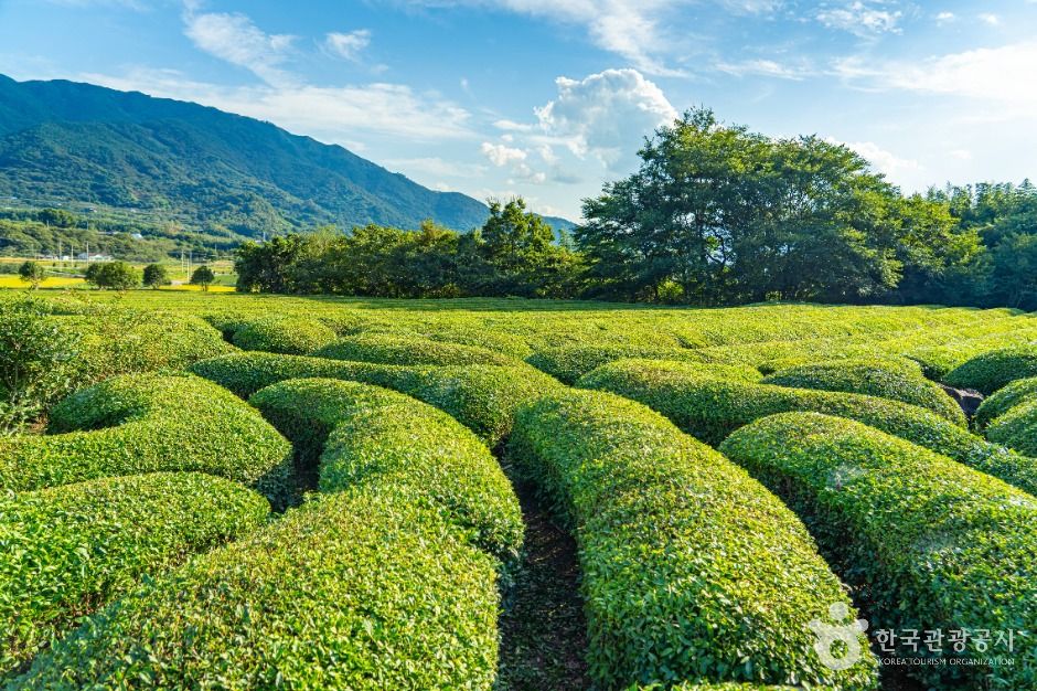 하동 매암제다원 이미지 2