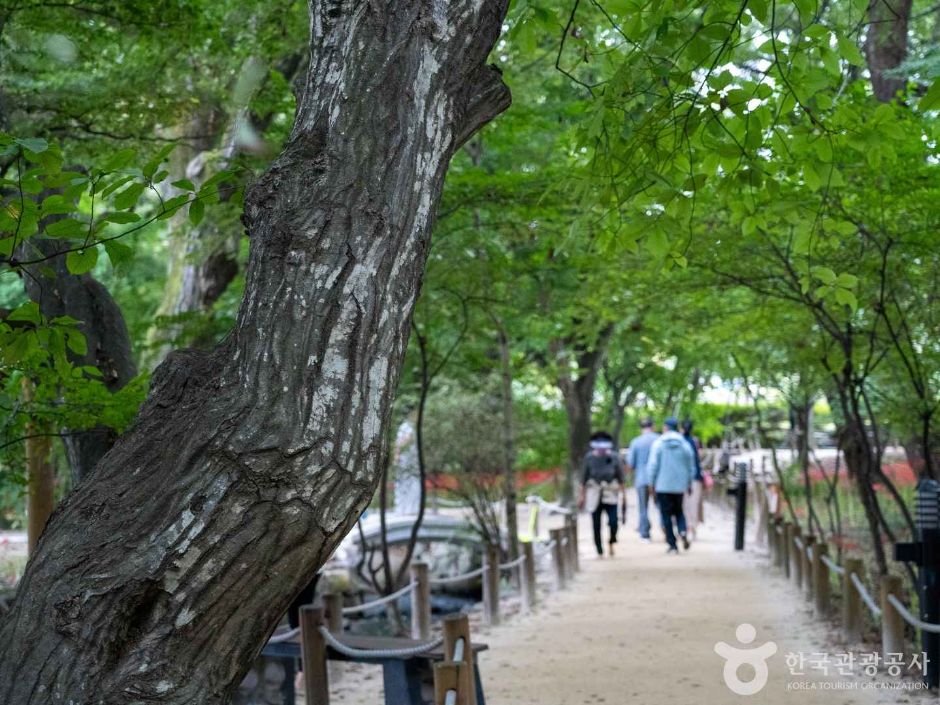 경남 함양 상림공원_천년의 숲 이미지 11